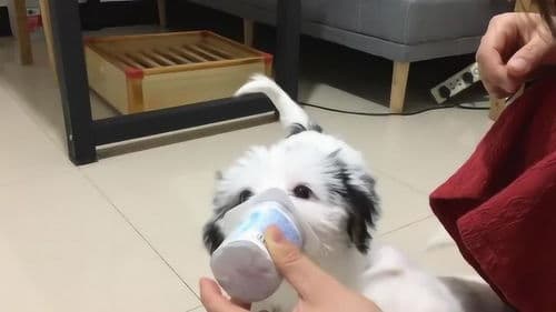 狗狗为何钟爱酸奶？科学研究揭示其生理与营养奥秘