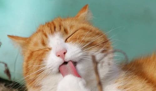 宠物猫为什么容易生病,原因与预防策略