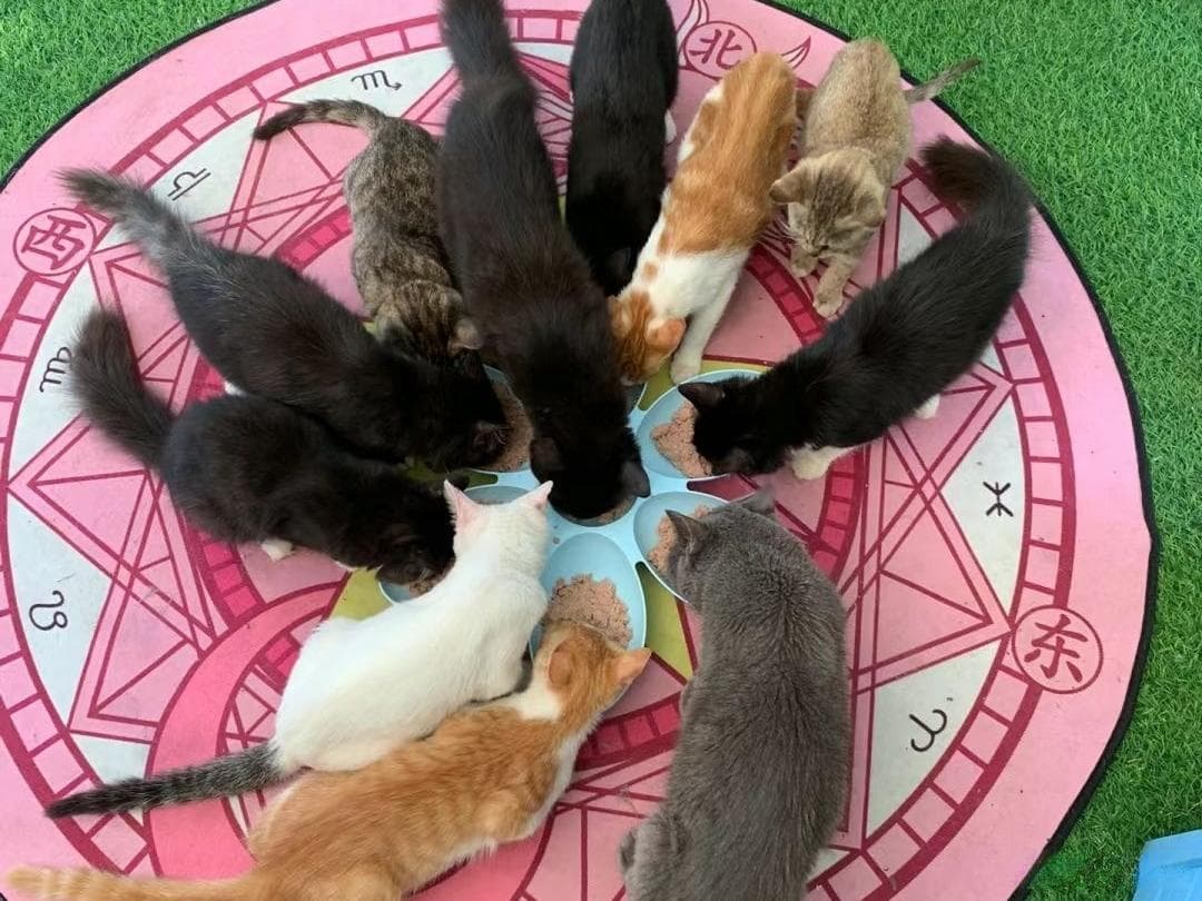 接猫二胎的必需工作，你准备好了吗？