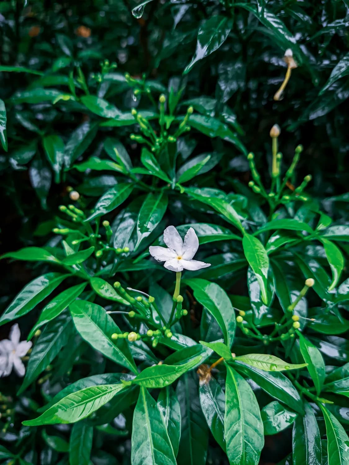 云南白药内服指南：你真的会用吗？
