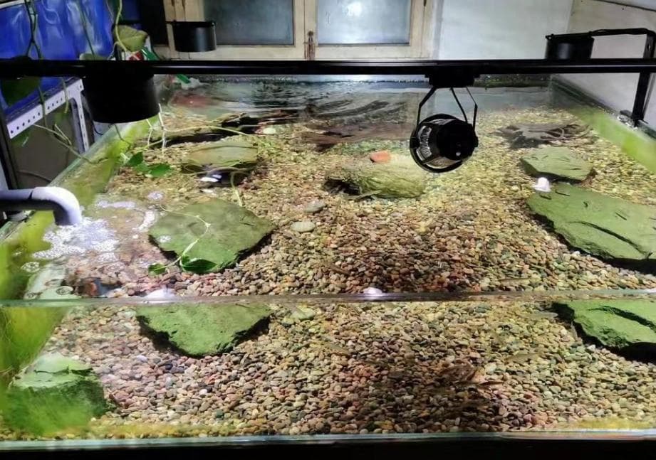 鱼缸水质保持指南：科学喂养与高效过滤让水质常清