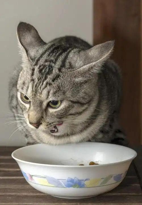 养护指南：猫咪的“隐形”求救信号，内脏损伤五大迹象！