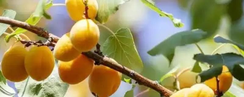 春天什么时候嫁接杏树？3月份至清明节前最佳