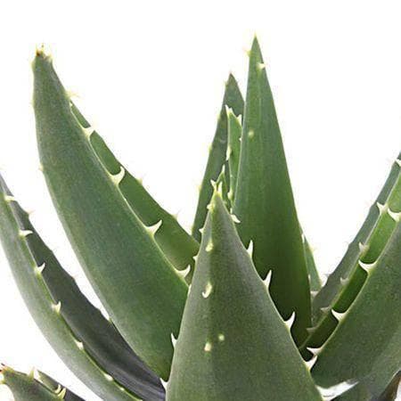 从叶子到果实：芦荟全身的营养价值与食用指南