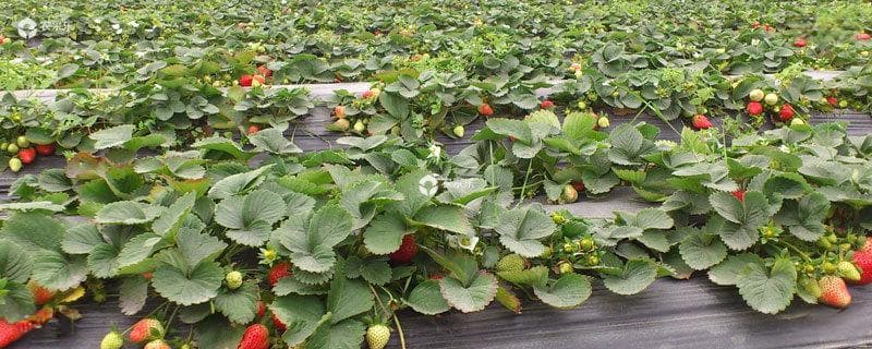 草莓好种植吗？一年四季都能种，4个月左右就成熟