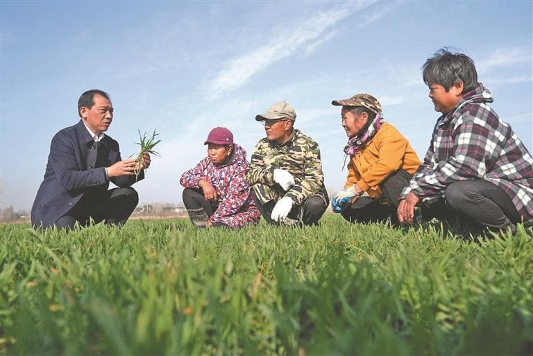 黑豫鲁吉皖五省联动报道  产粮大省的增粮密码｜安徽 江淮粮仓勇担当