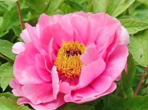 牡丹花什么季节开花？花期多长时间？