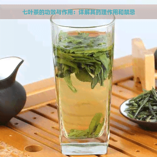 七叶茶的功效与作用：详解其药理作用和禁忌