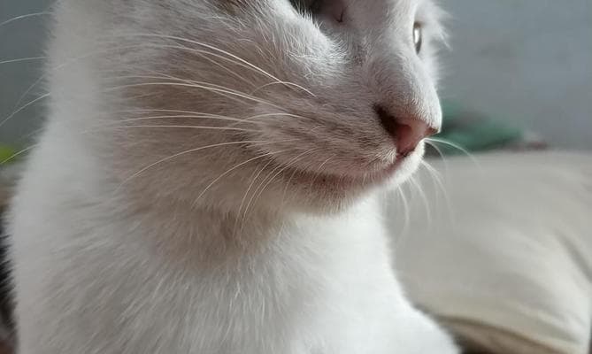 猫咪鼻子热，是正常现象还是健康隐患（宠物主人必读）