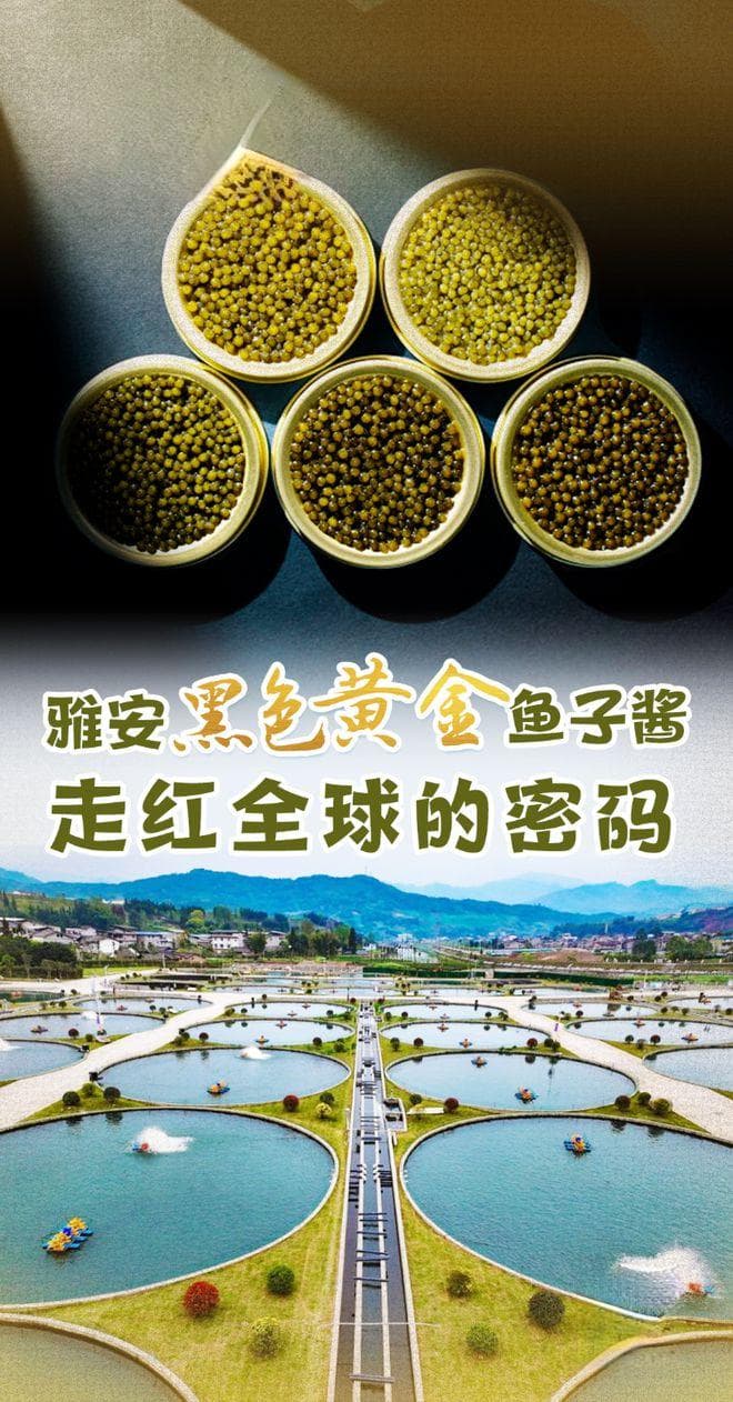 “城”势而上 | 雅安“黑色黄金”鱼子酱走红全球的密码