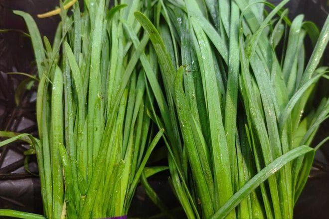 清明后买韭菜，要分清“宽叶”和“窄叶”，差别不小，别花冤枉钱