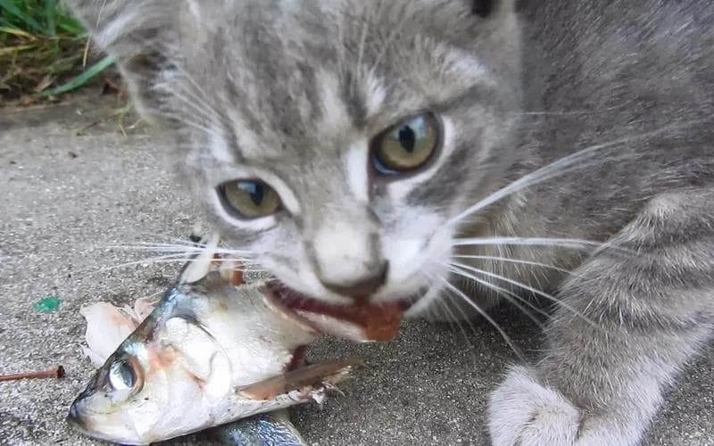 猫吃鱼会卡刺吗？如何安全喂食？