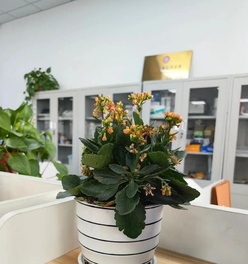 长寿花的冬季养护方法（保护好长寿花，让它们度过寒冬）