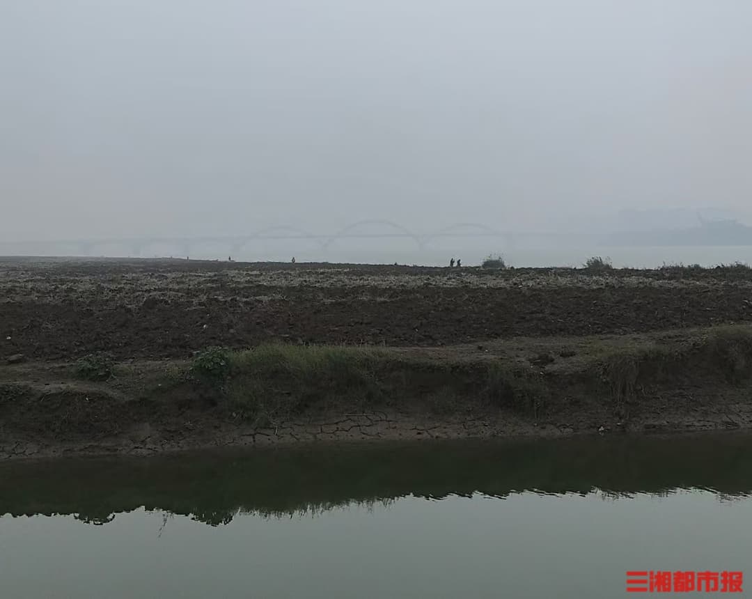 湘江边的芦苇荡为何没了？园林释疑：定期清理利于防火和保护环境
