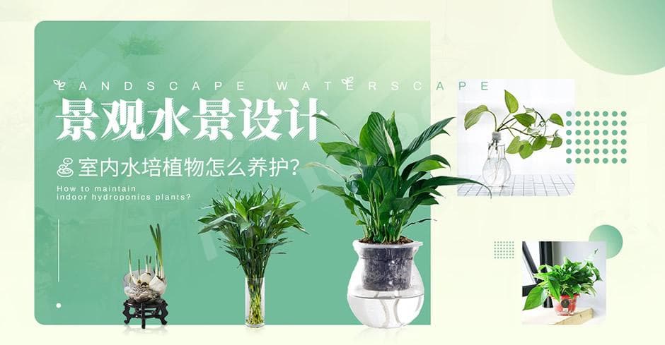 水景设计与水培植物养护全攻略：从室内到户外的景观打造指南
