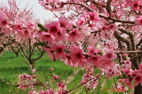 十二生肖生在什么时辰桃花最旺？