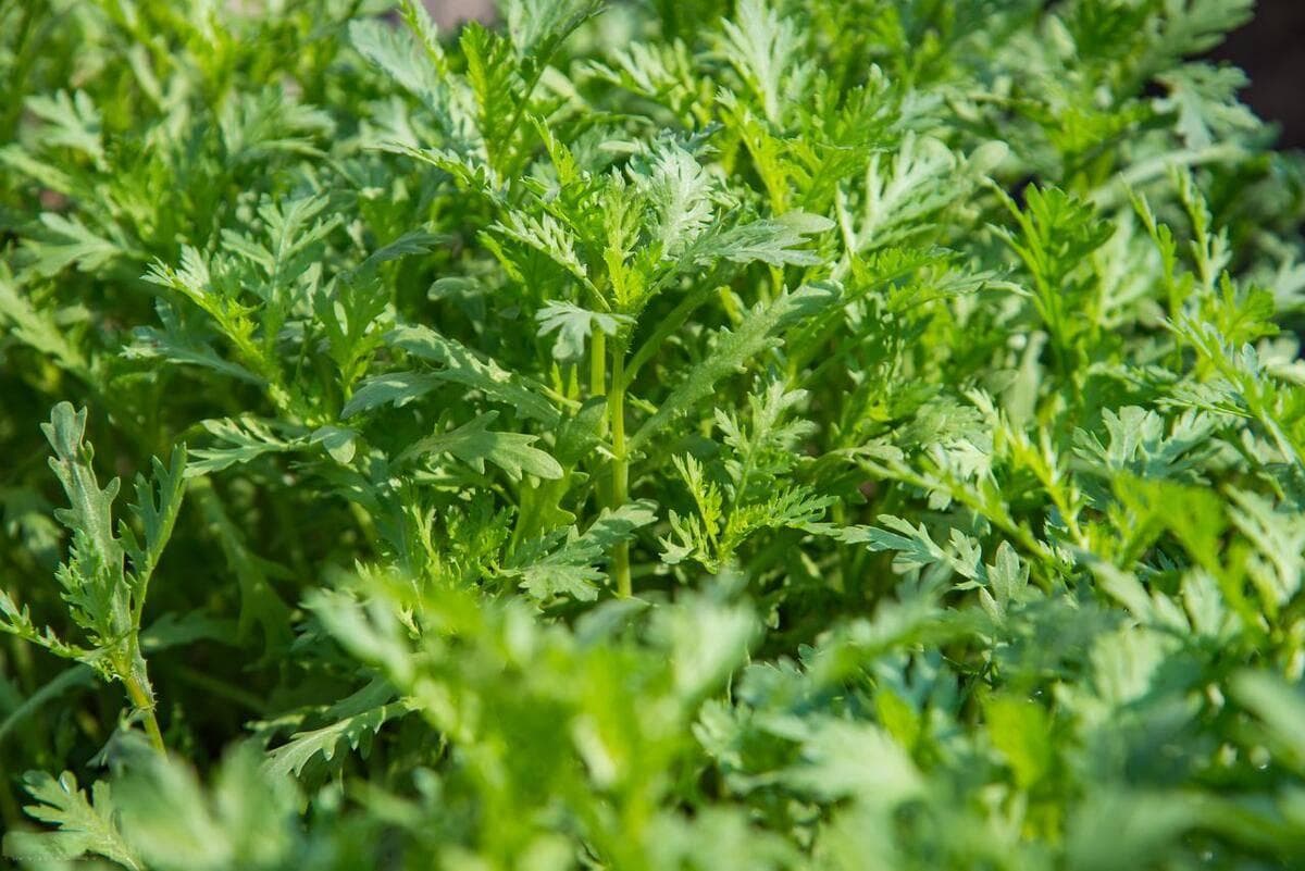 立秋后7种叶子菜可以种了，北方地区的更要抓紧了，错过了就晚了