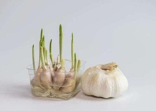 大蒜怎样在水中发芽？如何让大蒜在水里快速发芽
