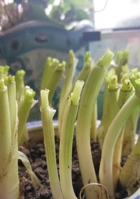 小葱的生长周期是多长时间？（从种子到成熟，了解小葱生长的全过程）