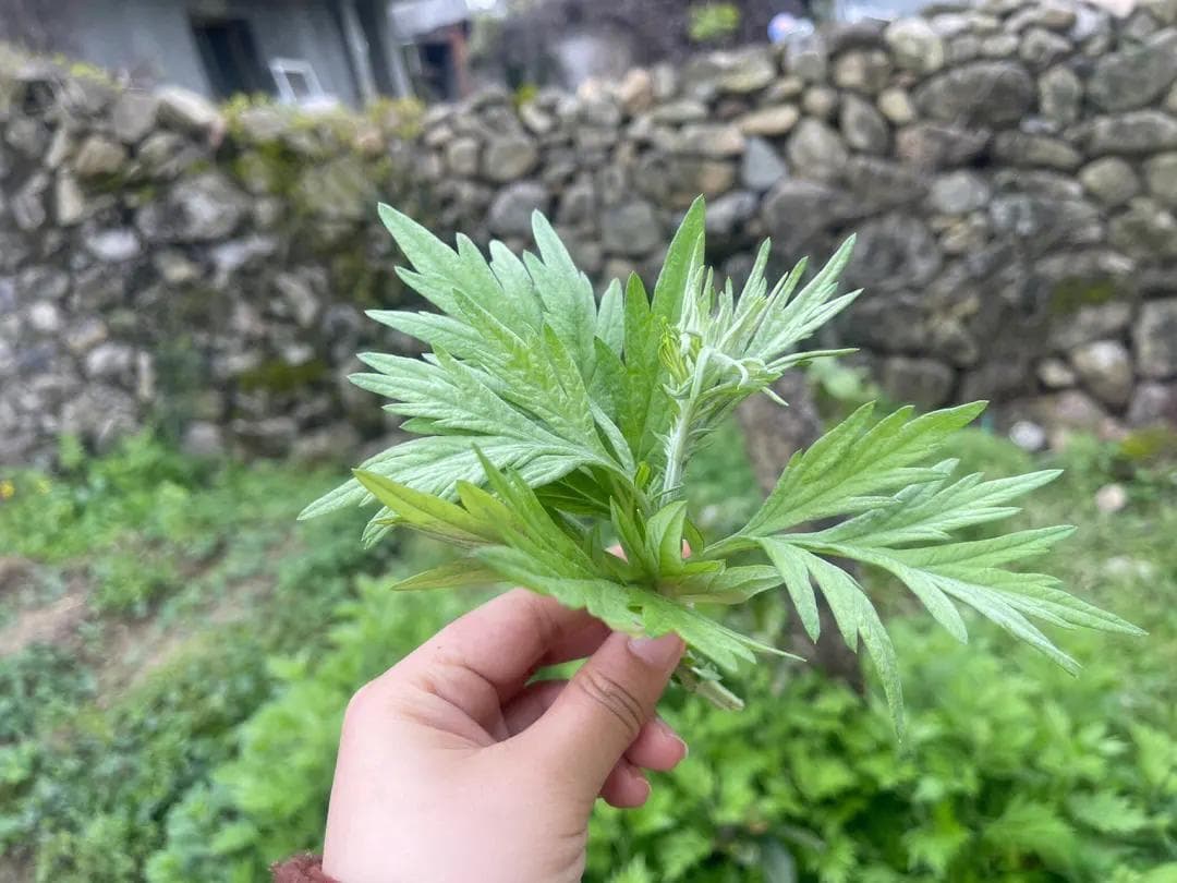 把艾草烧成灰，睡觉前涂在脚底，效果太神奇了，很多人都不知道