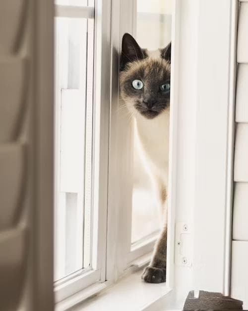 猫屎臭到爆？！如何彻底告别恶臭！