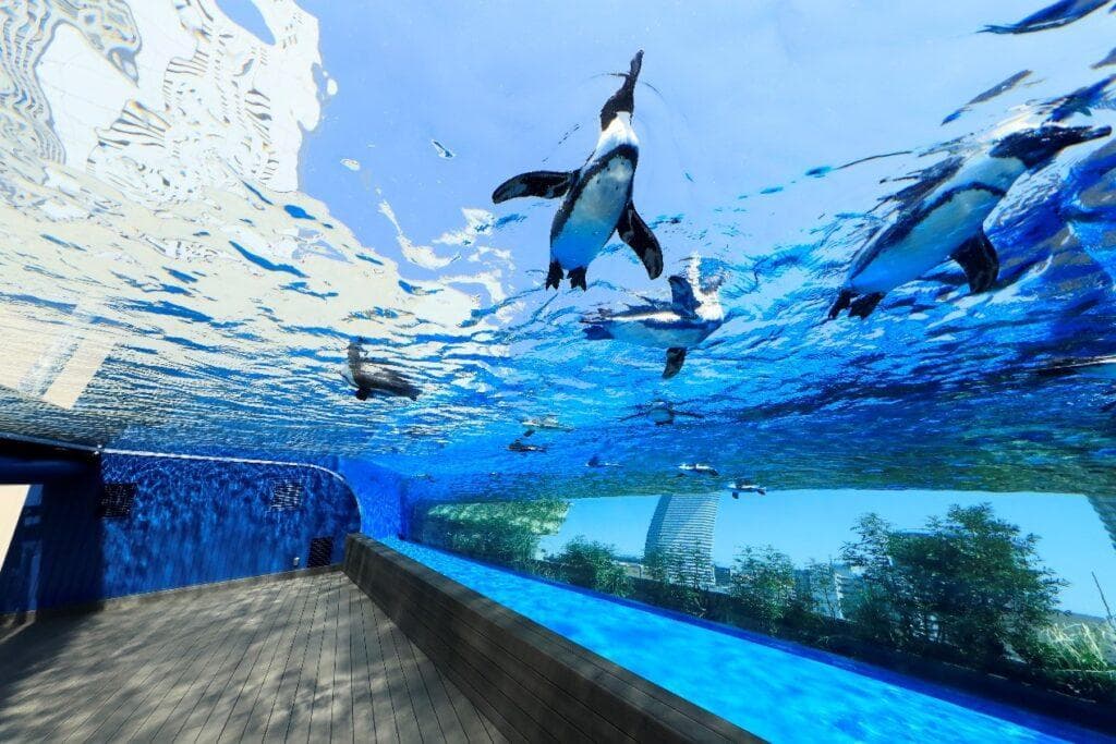 夏日炎炎游chill一下东京三大人气水族馆还原海洋生态仿佛置身海底龙宫