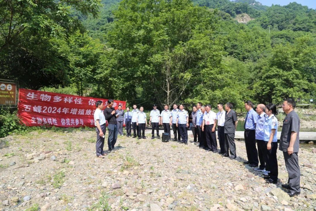 50000余尾鱼苗放流渔洋河！让生态“破坏者”变身生态“修复者"