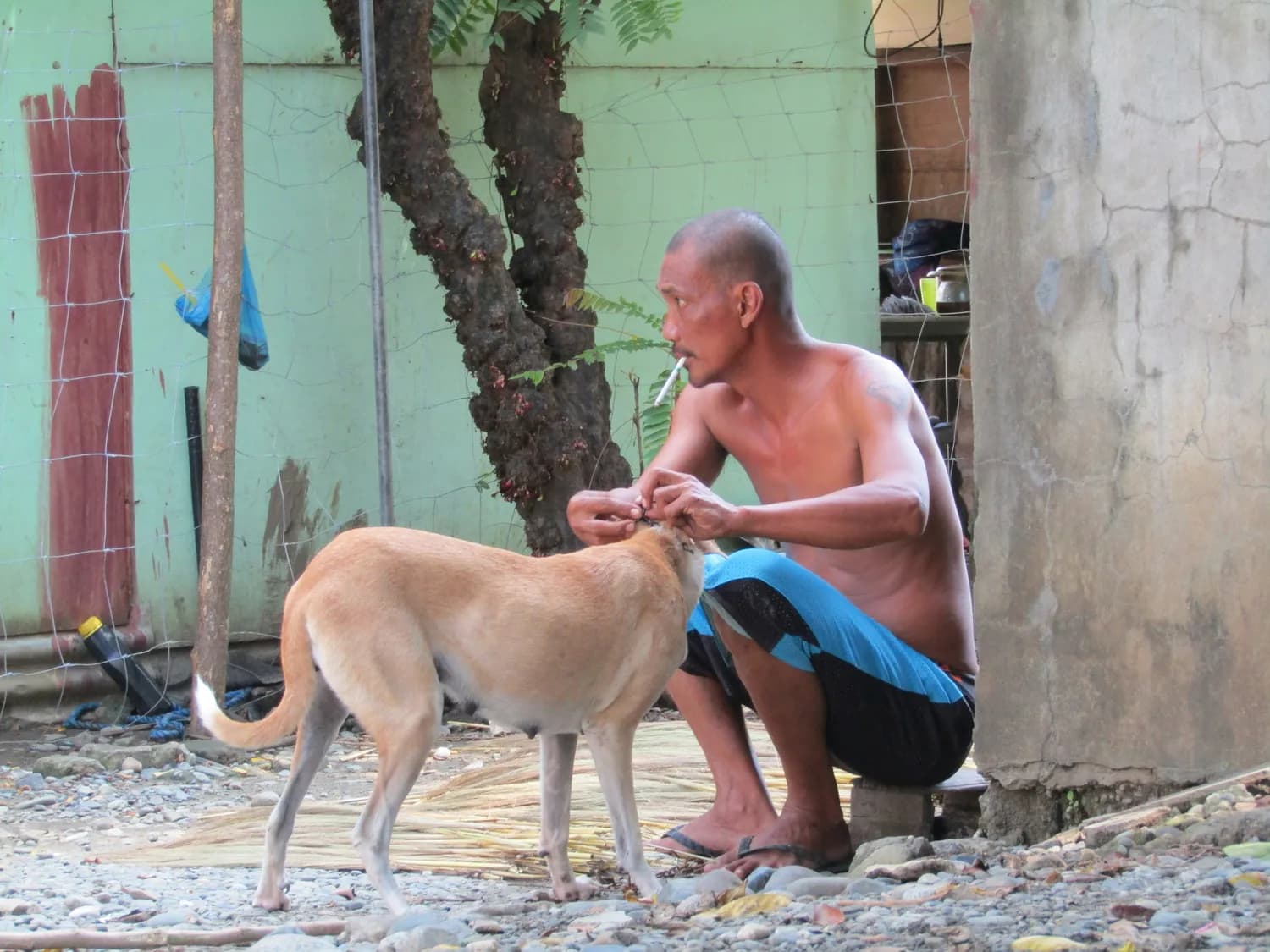 国家疾控局发布最新狂犬病防控指南：暴露后这样处置最安全