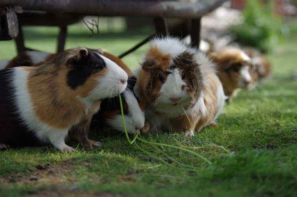 宠物豚鼠、仓鼠、兔子的寿命有多长呢?