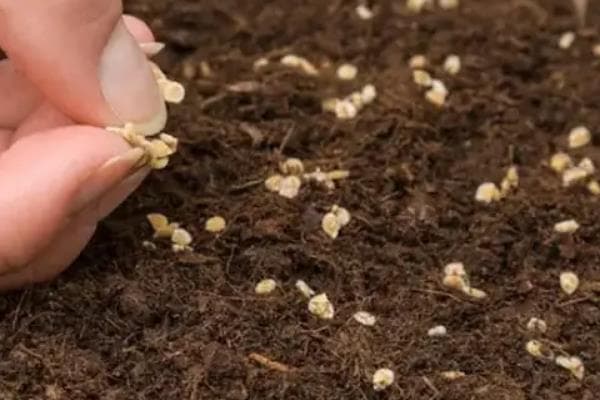 茄子种子催芽技术：恒温与变温处理详解