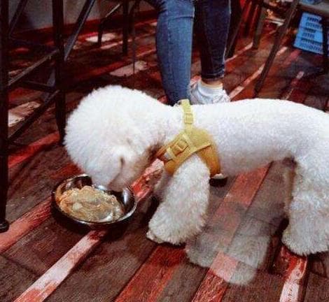 比熊犬拉肚子怎么办？原因分析与应对指南