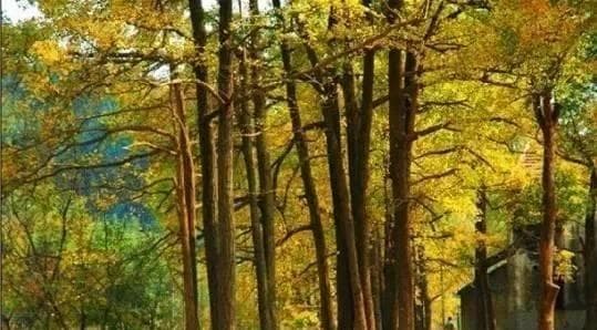 银杏黄时，桃花开处：走进富阳最美六大古村