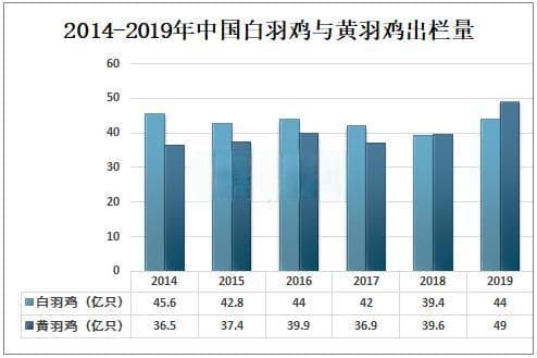 中国白羽肉鸡育种打破国外垄断，实现自主可控