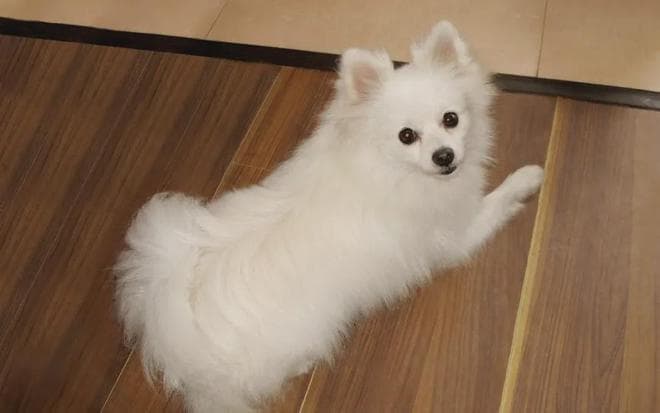 狗狗的一生短暂而精彩，守护狗狗健康：从饮食开始