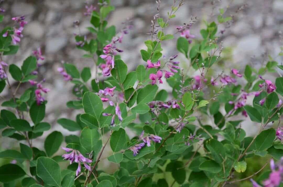 行走的植物药志丨《救荒本草》中的“随军茶”~胡枝子