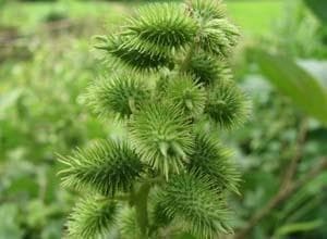苍耳子：从传统应用到现代研究的全面解析