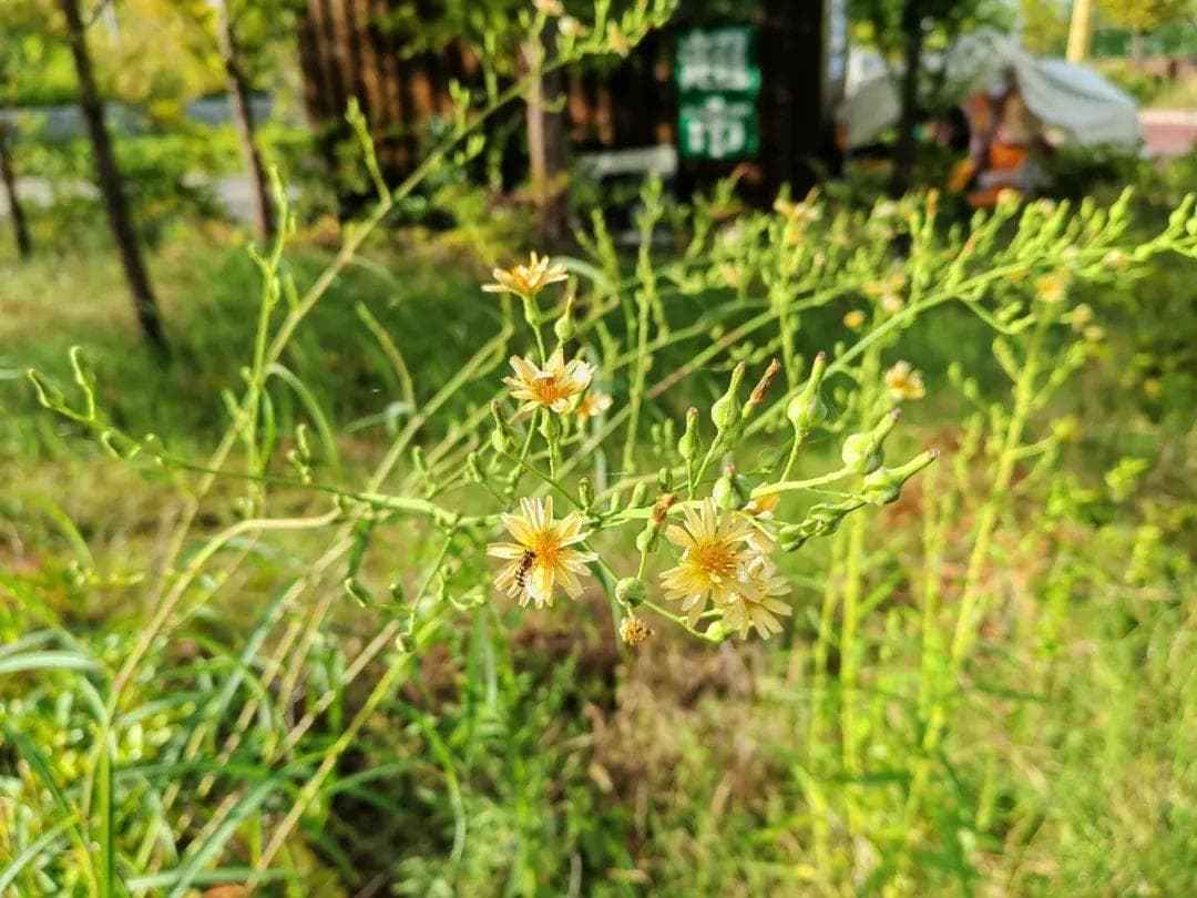 陶渊明的桃花源：历代文人追慕的乌托邦