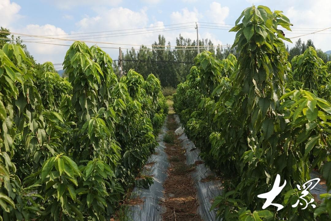 树形矮下去，效益提上来！技术革新让山东大樱桃好吃、树不难栽