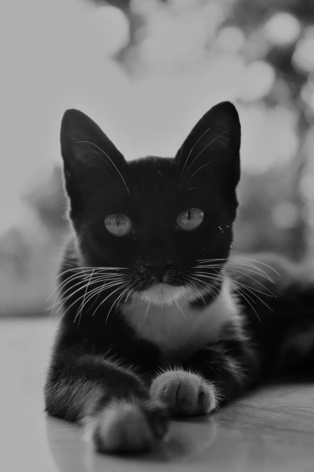 从黑猫警长到罗小黑：中国动画中猫咪角色的演变