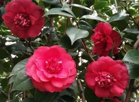 探秘山茶花的美丽之姿（山茶花的形态、颜色、品种及养护）