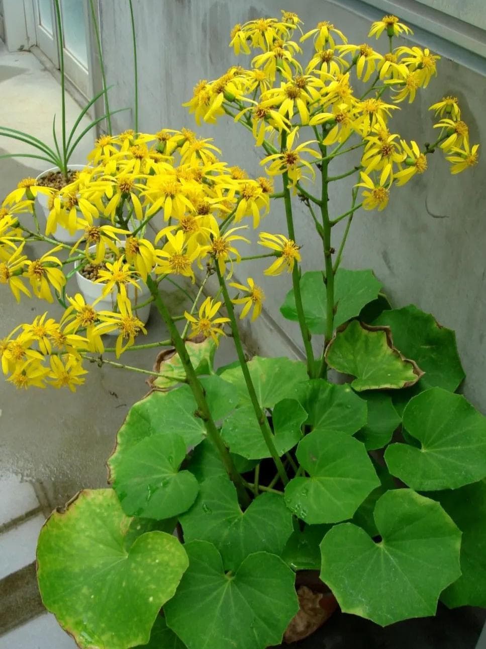 大吴风草：Hold住秋冬两季观赏值的宝藏植物
