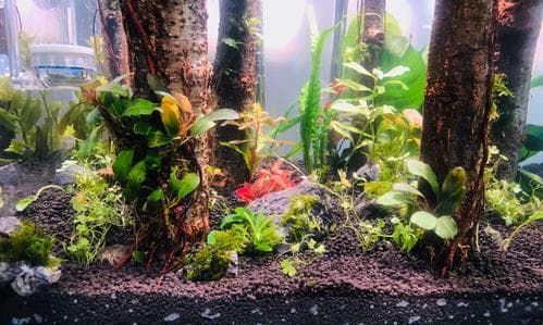 水草泥的种植用途（探讨水草泥在花卉种植中的应用）