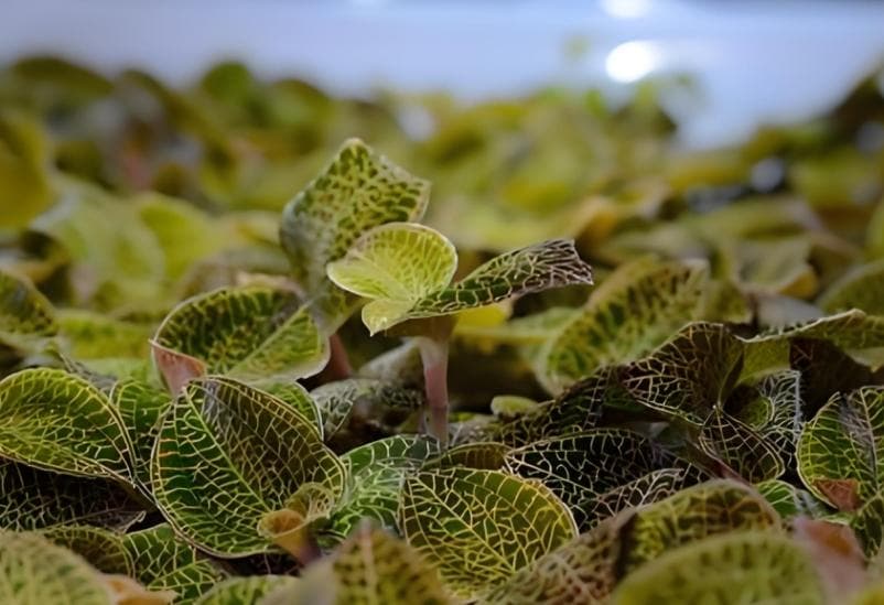 金线莲真伪辨别指南：从形态到气味的全方位解析