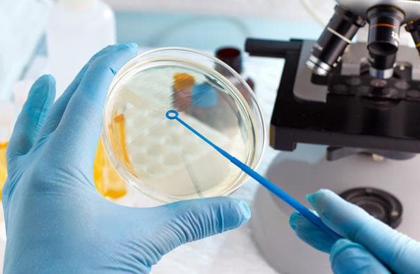 微生物实验必备丨ATCC质控菌株的获取、特性与应用