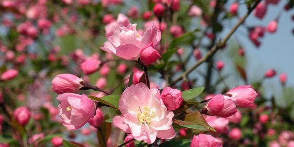 海棠花一年开几次花？如何正确养护以促进开花？
