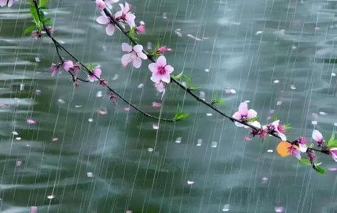 春雨连绵湿气重，应季而饮茶，祛湿驱寒不用愁！