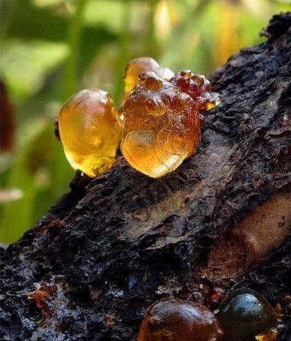 【赣南种植】加强春季管理，防治桃树流胶病！