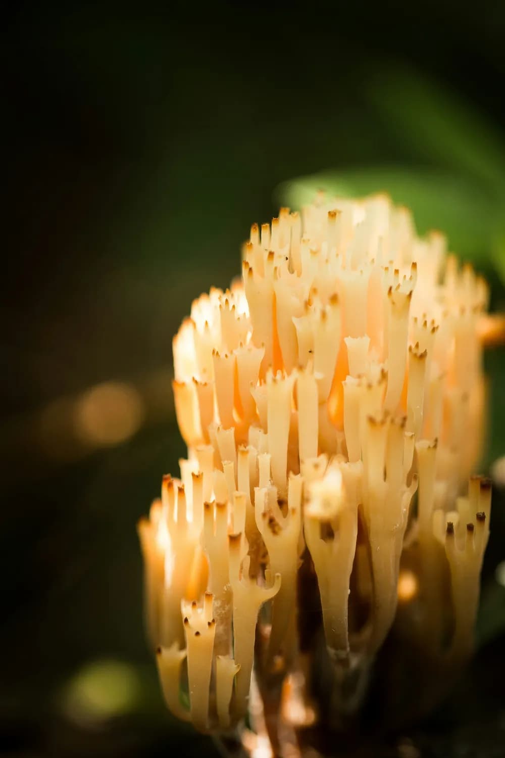 金针菇和海鲜，过敏体质者的雷区？