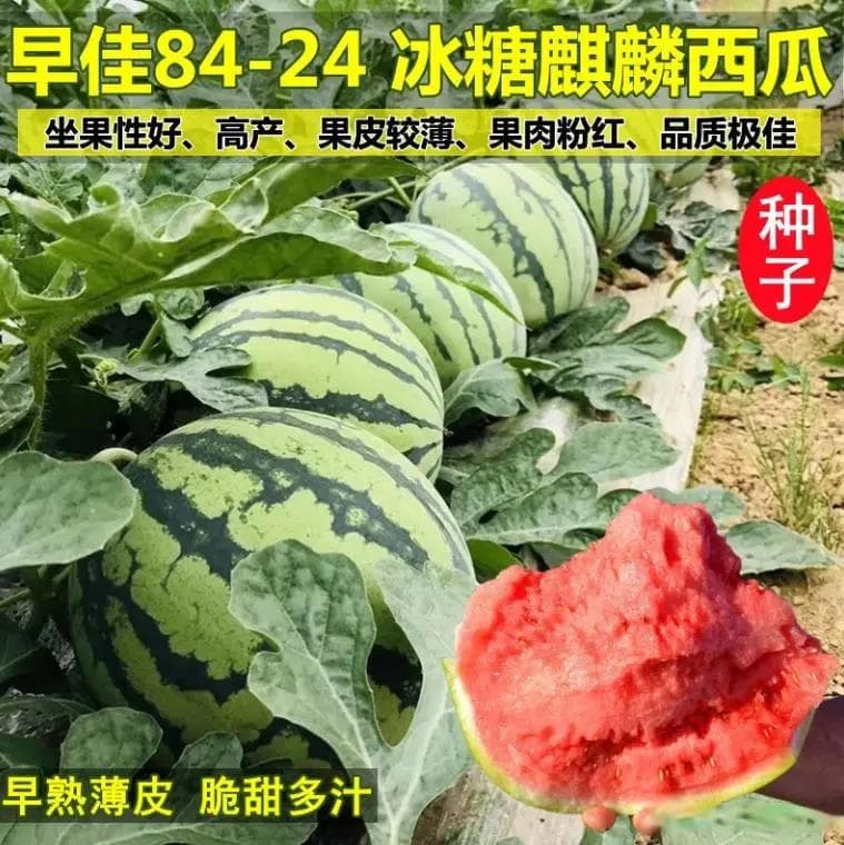 西瓜怎么种？看完你也能成种瓜高手