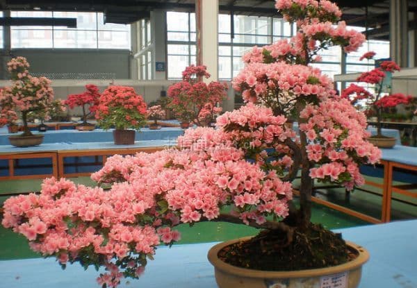 杜鹃花对家居环境的影响